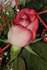 Foto Precedente: Rosa Rossa