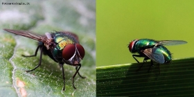 Prossima Foto: Lucilia sericata (mosca verde)