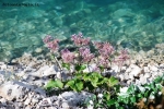 Prossima Foto: fiori montani