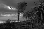 Foto Precedente: Cormorani