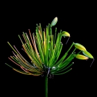 Prossima Foto: agapanthus