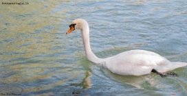 Prossima Foto: Cigno