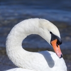 Foto Precedente: Cigno bianco sul Lago Maggiore