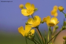 Foto Precedente: fiorellini gialli