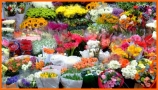 Prossima Foto: Mercato dei fiori