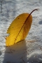 Foto Precedente: l'inverno che si mangia l'autunno