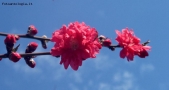 Prossima Foto: Rosa intenso