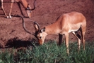 Foto Precedente: antilope