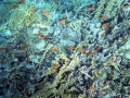 Foto Precedente: Reef