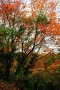 Prossima Foto: "I colori dell'autunno"