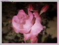 Prossima Foto: Rosa rosae