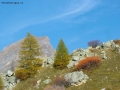 Prossima Foto: colori di ottobre