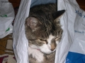Foto Precedente: the cat