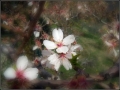 Foto Precedente: fiore di mandorlo