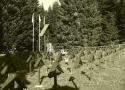 Prossima Foto: IV NOVEMBRE ...........