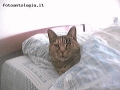 Foto Precedente: La mia gatta