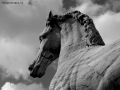 Prossima Foto: Il cavallo di Marco Aurelio - Campidoglio