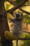 Foto Precedente: Lemure Avahi