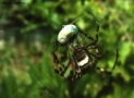 Prossima Foto: ...ragno in fase di cattura di una preda...