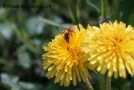 Foto Precedente: girasoli