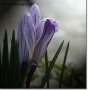 Prossima Foto: Elegante timidezza