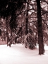 Prossima Foto: Alberi nella neve