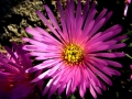 Foto Precedente: fiore