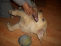 Foto Precedente: cane che ride!