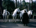 Foto Precedente: Roma - Vigilanza a cavallo