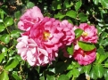 Prossima Foto: Rose canine