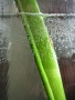 Bollicine
