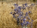 Prossima Foto: oro e blu