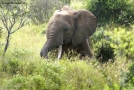 Foto Precedente: elefante a riposo
