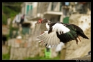 Foto Precedente: in volo2