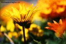Prossima Foto: Fiori e colori