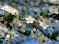 Foto Precedente: in fiore