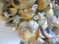 Foto Precedente: Mare Nostro