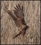 Prossima Foto: falco di palude 1