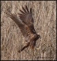 Foto Precedente: falco di palude 1