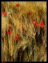 Prossima Foto: Fiori d'artificio