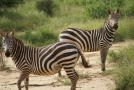 Foto Precedente: zebre in posa