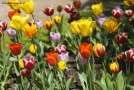 Foto Precedente: tulipani a segovia