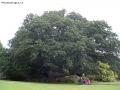 Foto Precedente: big tree