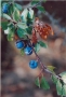 Prossima Foto: BACCHE