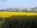 Prossima Foto: campo di girasoli