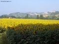 campo di girasoli