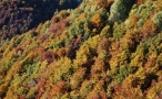 Foto Precedente: i colori d'autunno 7