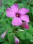 Foto Precedente: Oxalis