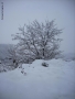 Foto Precedente: albero bianco