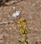 Prossima Foto: "FARFALLA"
